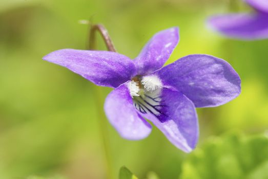 blue spring flower on the field