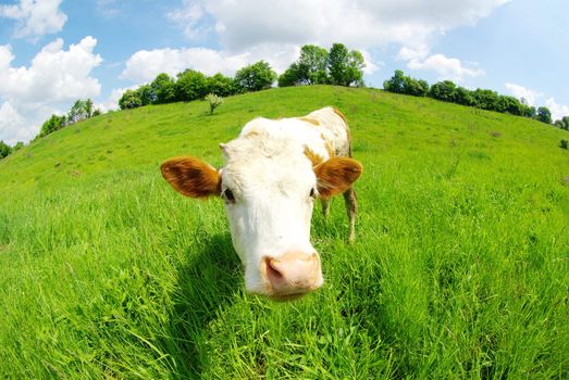 cow in the field looking at you