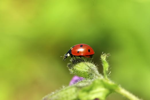 red ladybug on green grass isolated on green