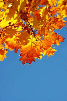 autumn leaves background in a sunny day