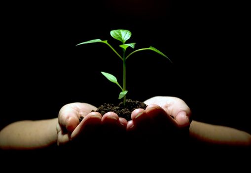 Hands holding sapling in soil on black