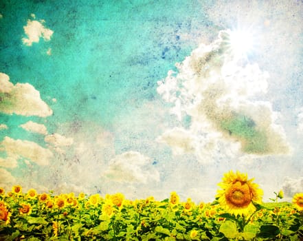 sunflower field over cloudy blue sky