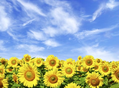 sunflower field over cloudy blue sky