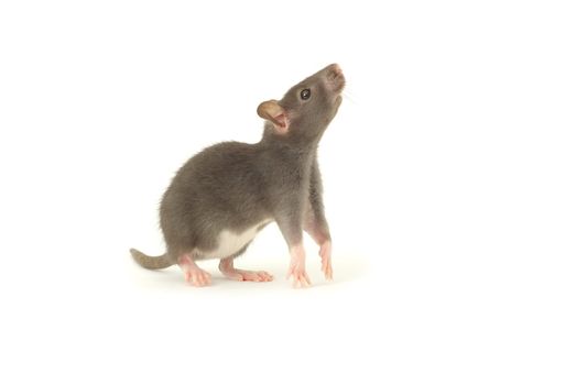 funny rat  isolated on white background