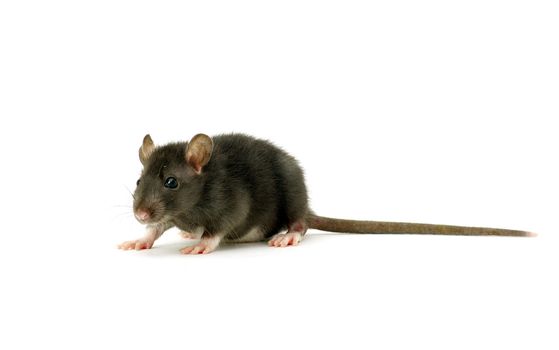funny rat  isolated on white background