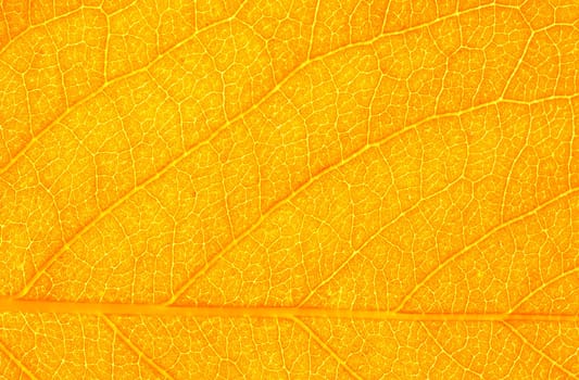 structure of leaf natural background