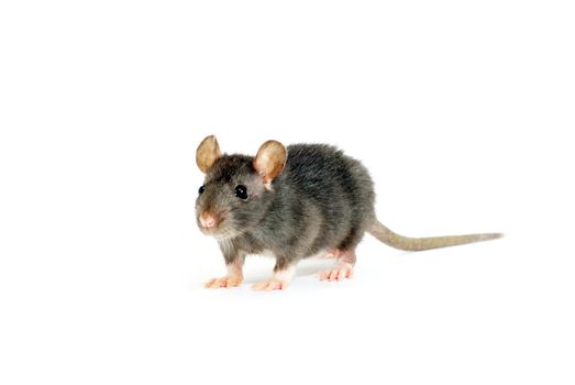  rat  isolated on white background