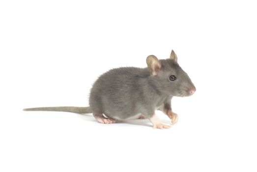 funny rat  isolated on white background