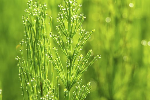 Dew drop on a blade of grass 