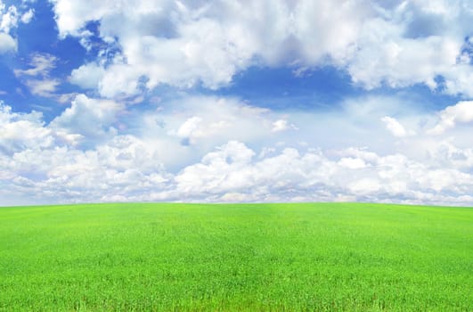 field on a background of the blue sky