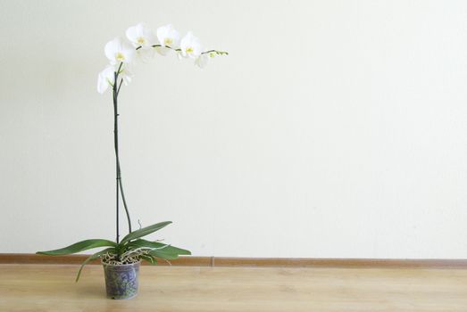 White orchid isolated on white background