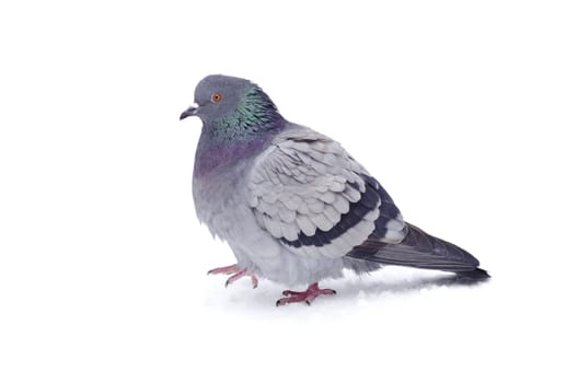 One gray pigeon isolated on white background