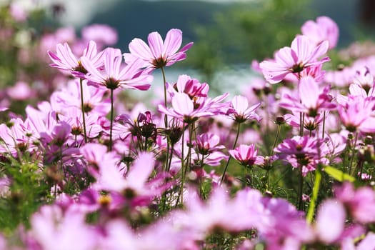 Blossom pink flower in a beautiful day.