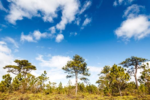 Pine tree in rain forest, Phukradung National Park, Thailand.