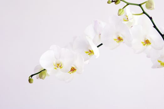 Blooming white orchids flower isolated on white background