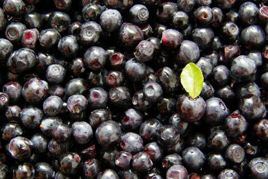 Organic fresh many blueberry background