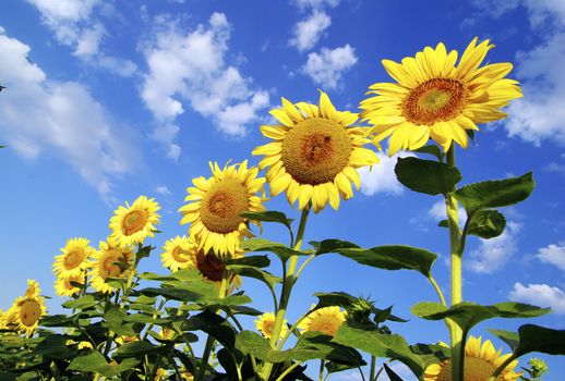 sunflower field over cloudy blue sky