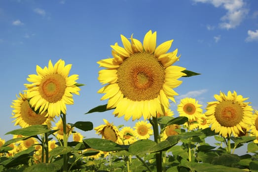 sunflower field over cloudy blue sky