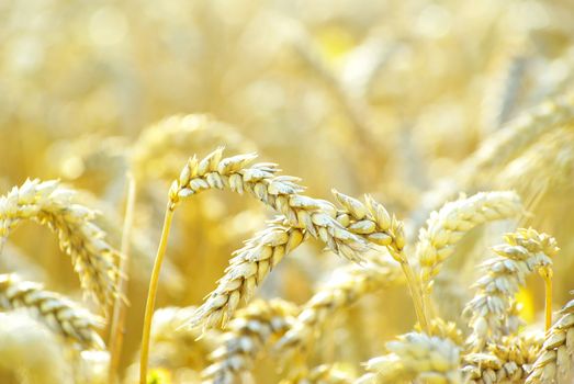 grain ready for harvest growing in a farm field