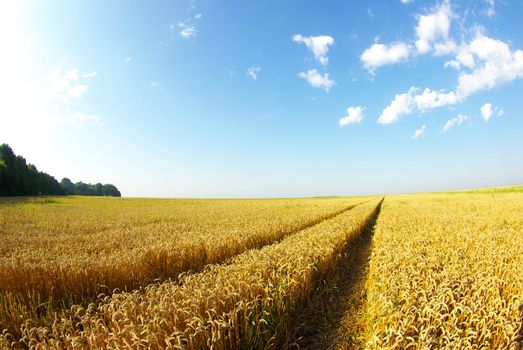 Field of wheat over blue sky