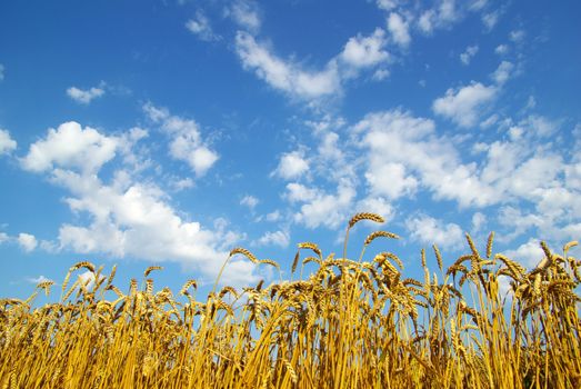 Field of wheat over blue sky