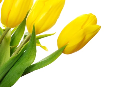yellow tulips isolated on white background
