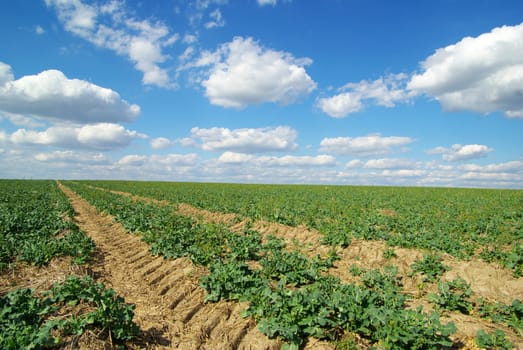 blue sky background with tiny clouds
