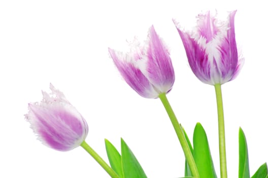 pink tulips on white background 