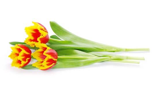 bouquet of yellow tulips isolated on white