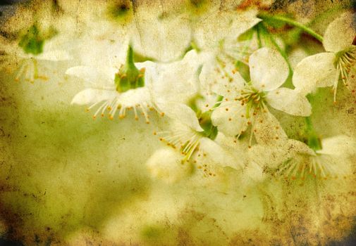  Close up of the spring cherry blossoms     
