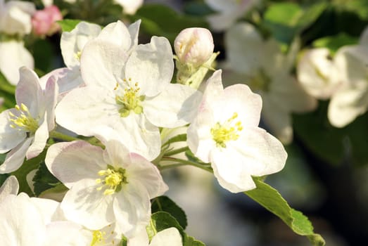  Close up of the cherry blossoms  