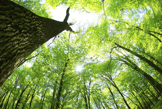 green forest  background in a sunny day
