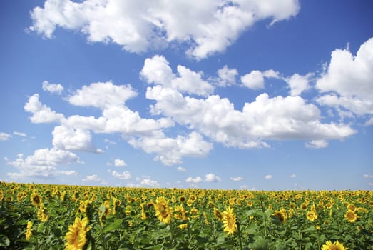 sunflower field over cloudy blue sky