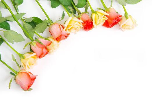 red rose isolated on a white background