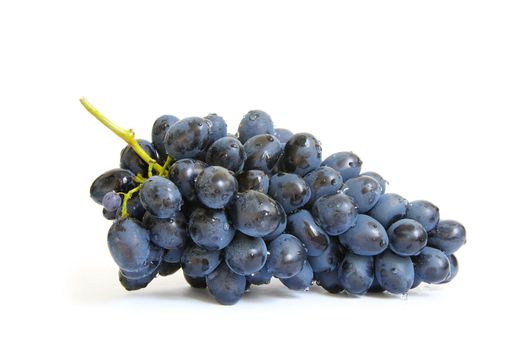 The branch of grapes with water drops