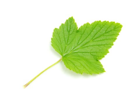 green leaf isolated on a white