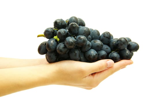 Bunch of grapes in female hand