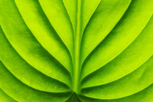 Texture of a green leaf as background