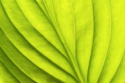 Texture of a green leaf as background