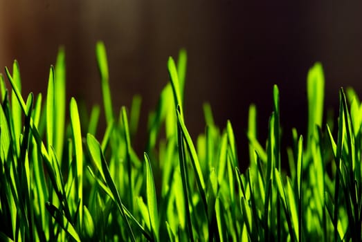 Green grass isolated on black background
