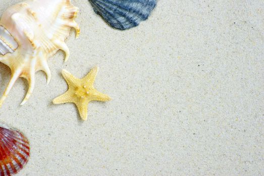 starfish and shells on the beach