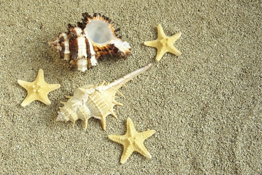 starfish and shells on the beach