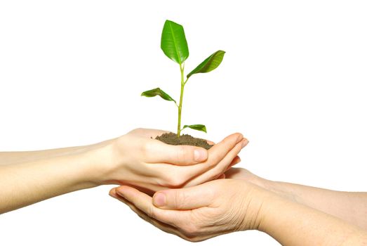 holding a plant between hands on white