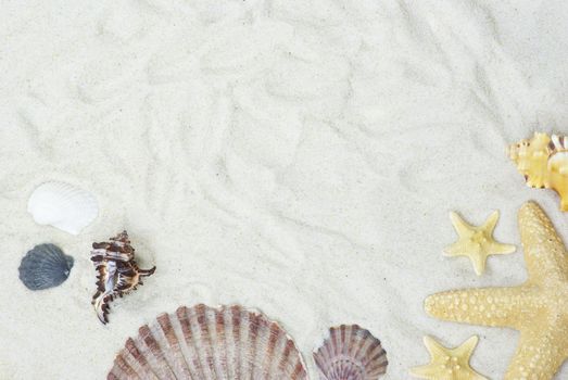 starfish and shells on the beach  sand