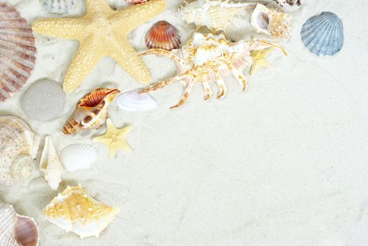 starfish and shells on the beach