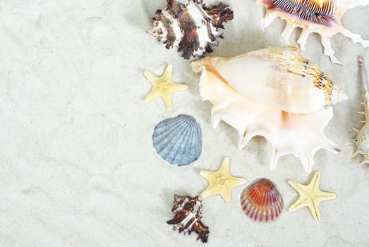 starfish and shells on the beach sand