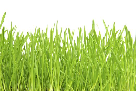 green lawn isolated on white background