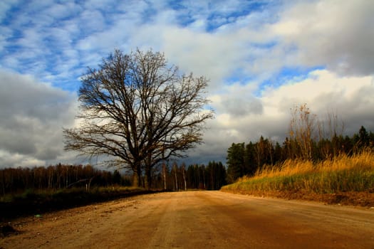 The oldet tree in my region.