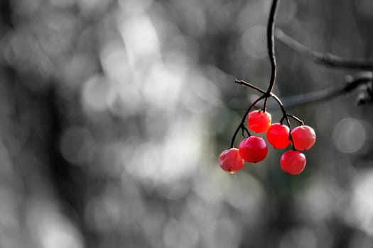 Six red sisters.