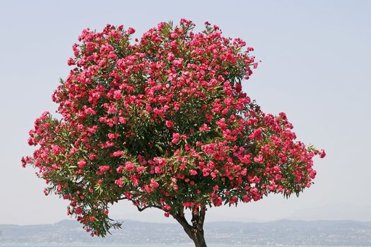 Sirmione, Oleander tree at the Lake of Garda. Sirmione, Oleanderbaum